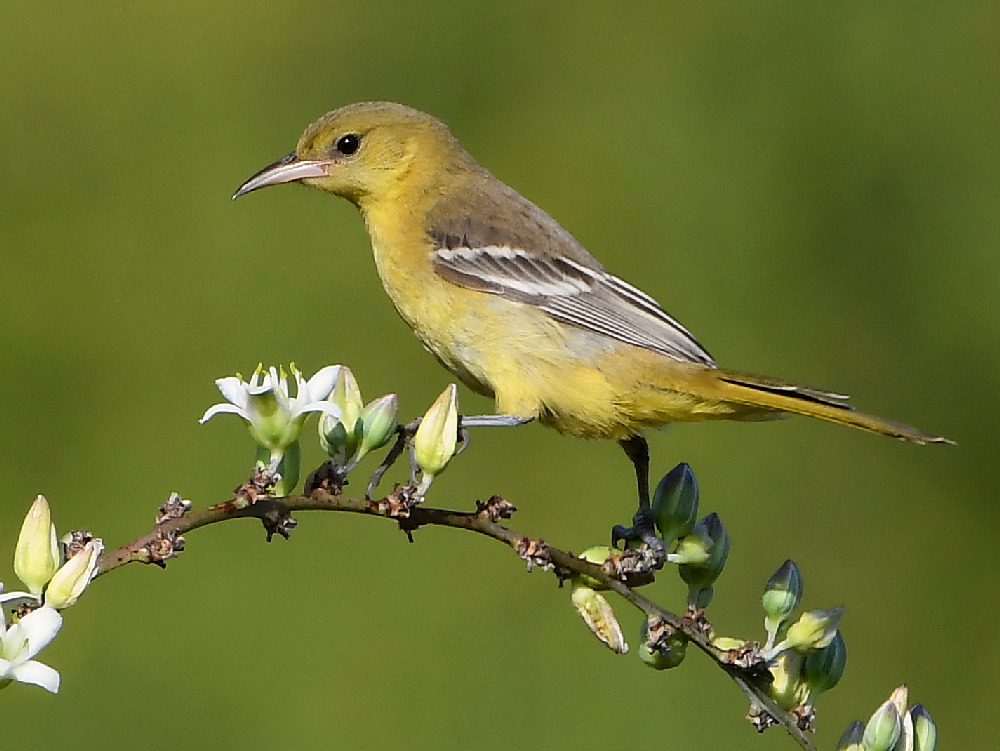 Oriole.jpg
