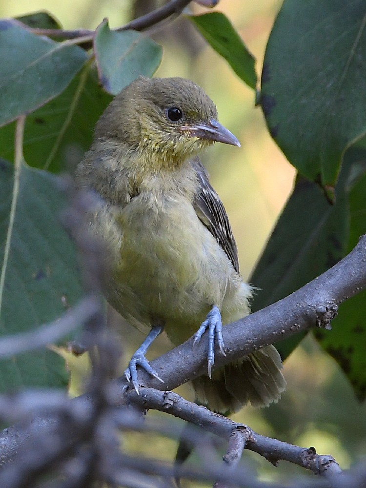 Oriole.jpg