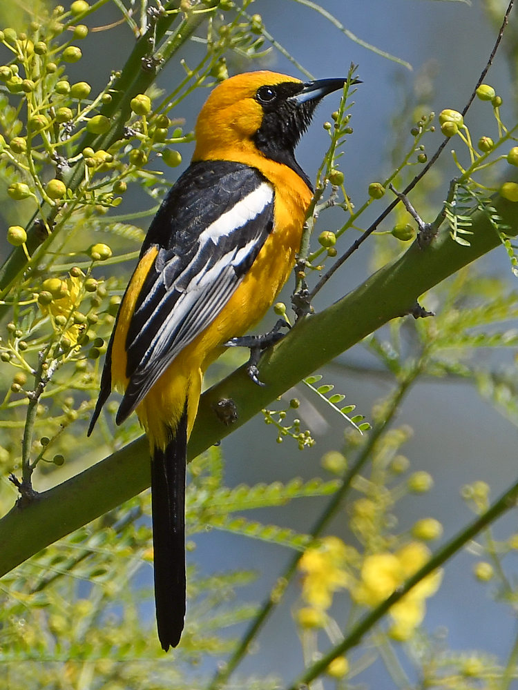 Oriole.jpg