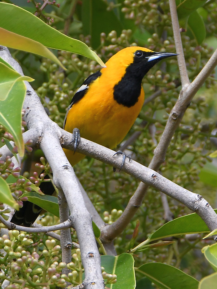 Oriole.jpg