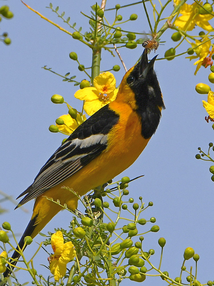 Oriole.jpg