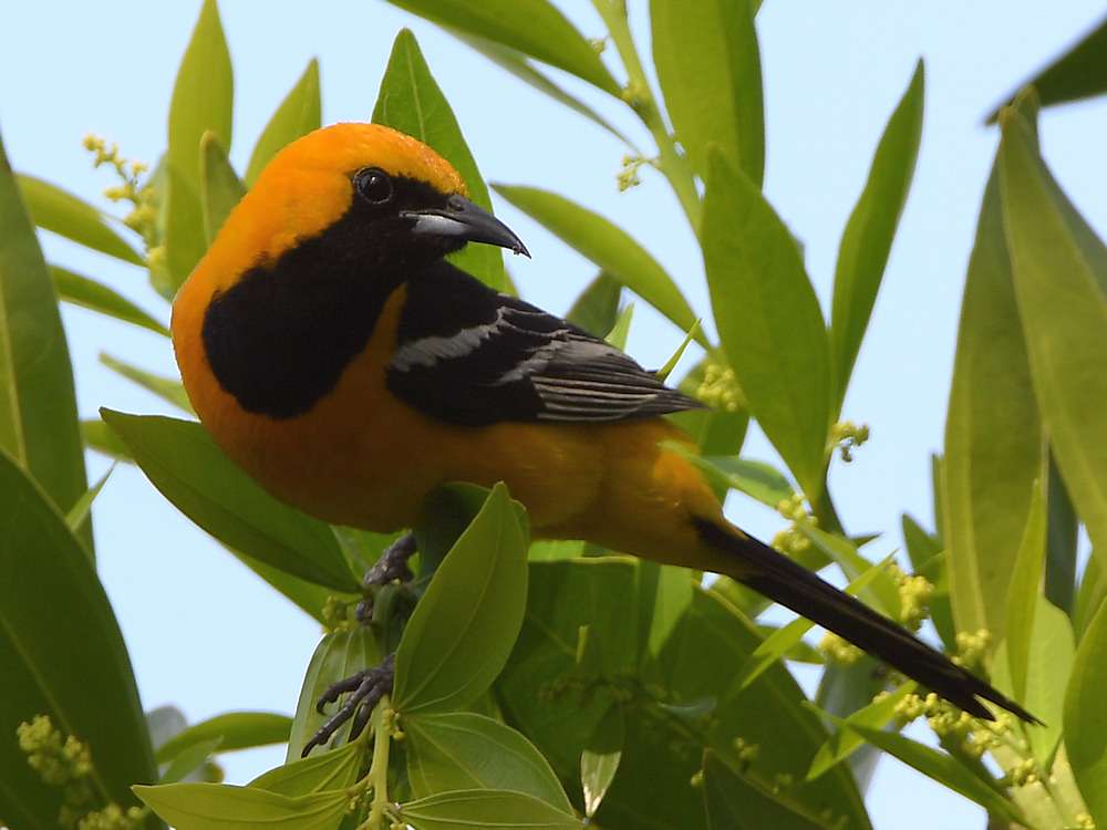 Oriole.jpg