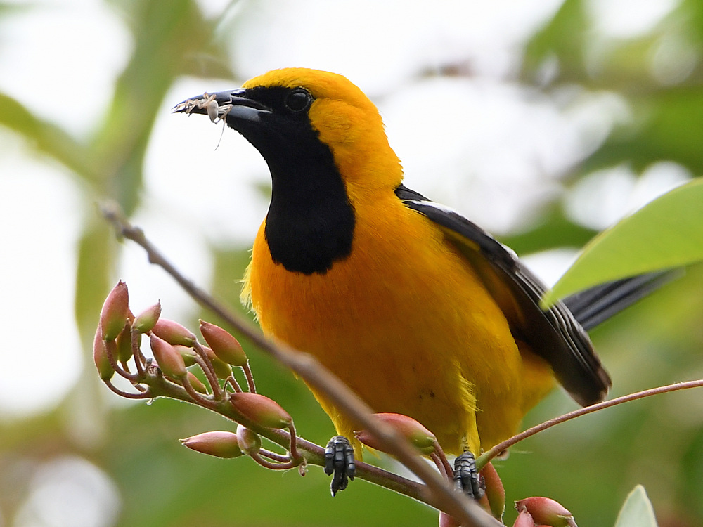 Oriole.jpg