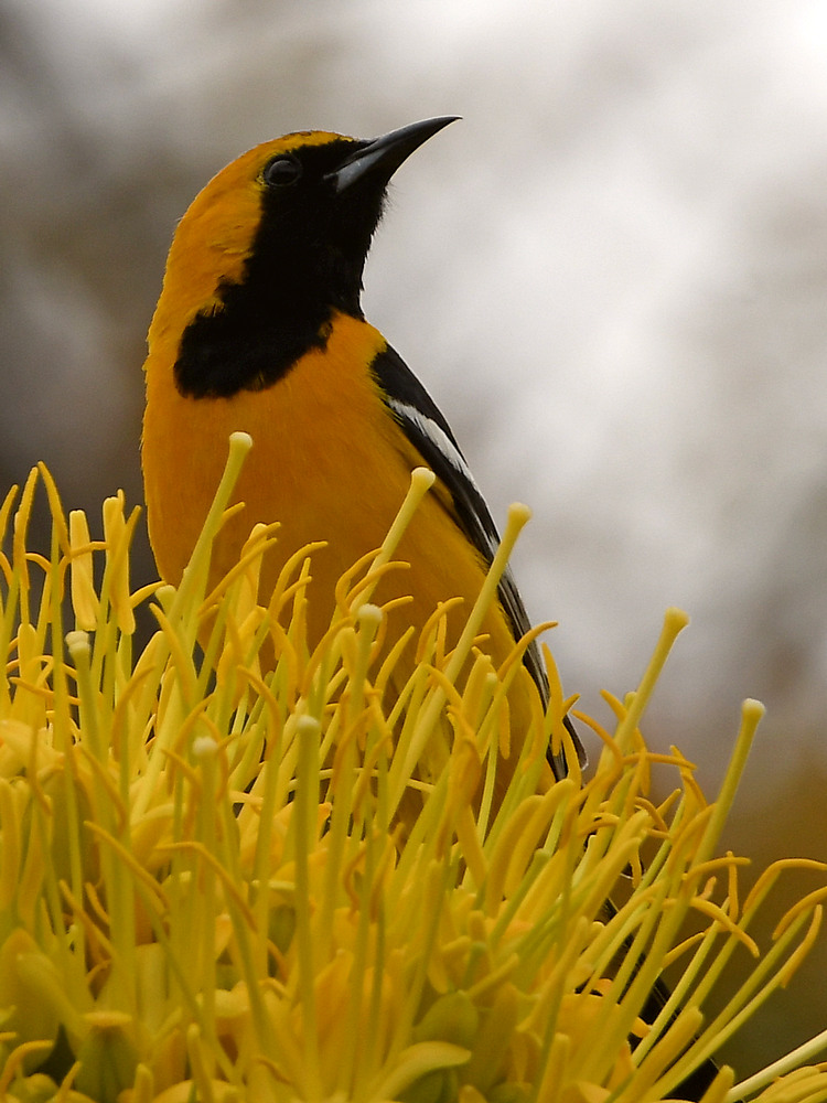 Oriole.jpg