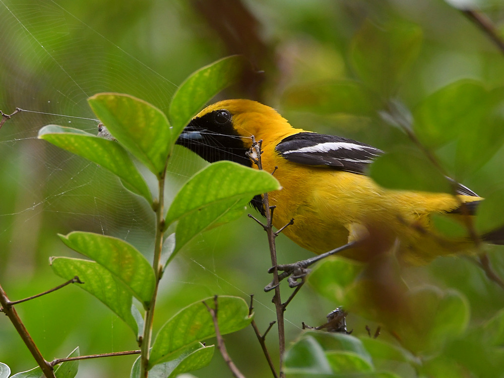 Oriole.jpg