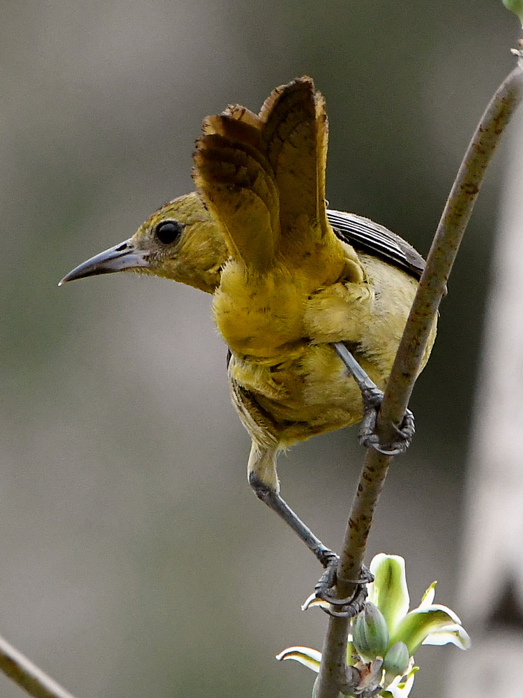 Oriole.jpg