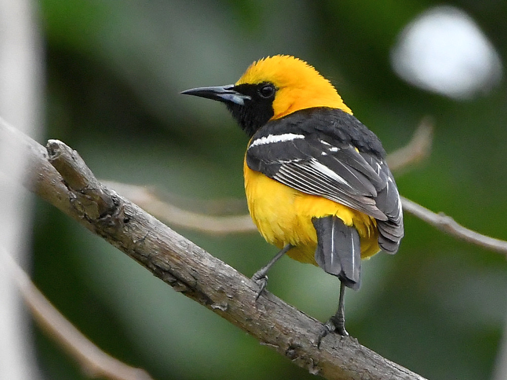 Oriole.jpg