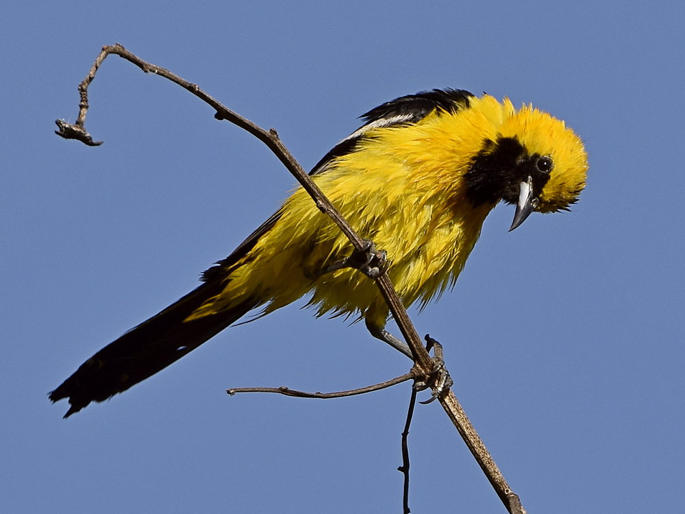 Oriole.jpg