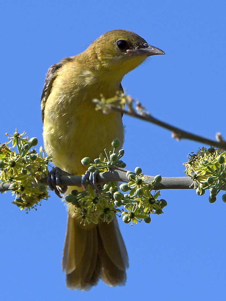 Oriole.jpg