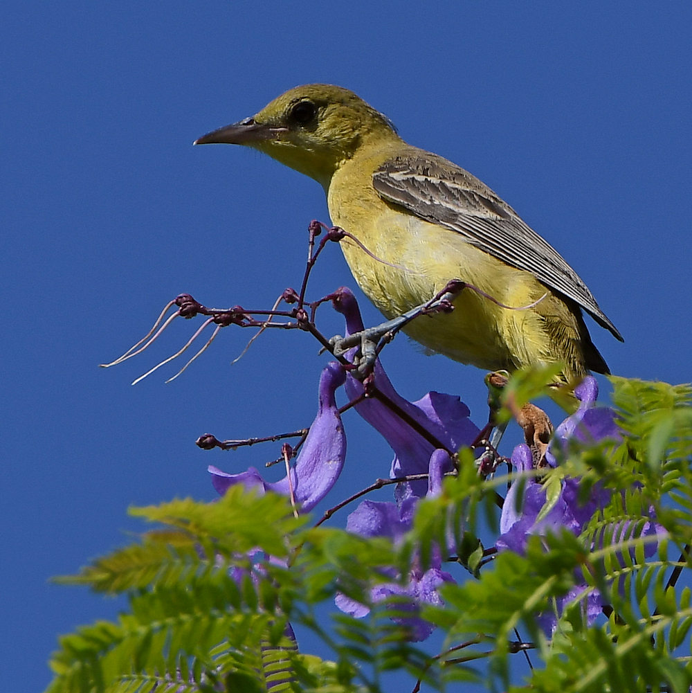 Oriole.jpg