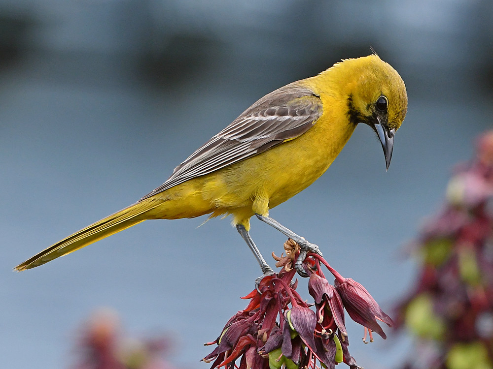 Oriole.jpg