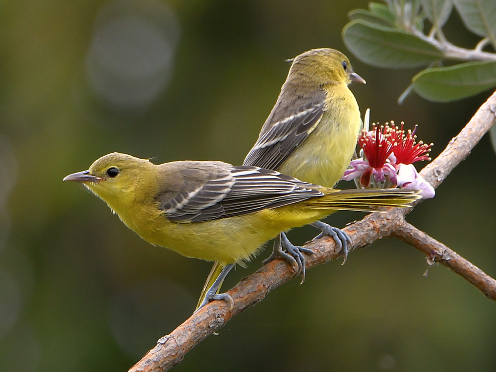 Oriole.jpg