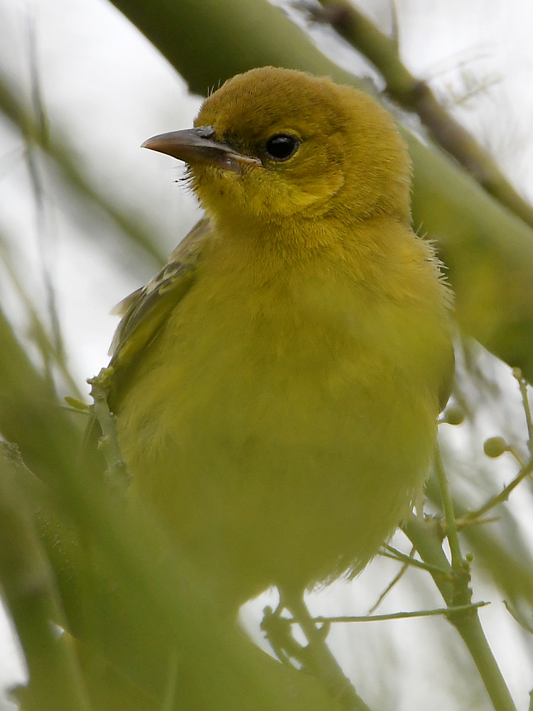 Oriole.jpg
