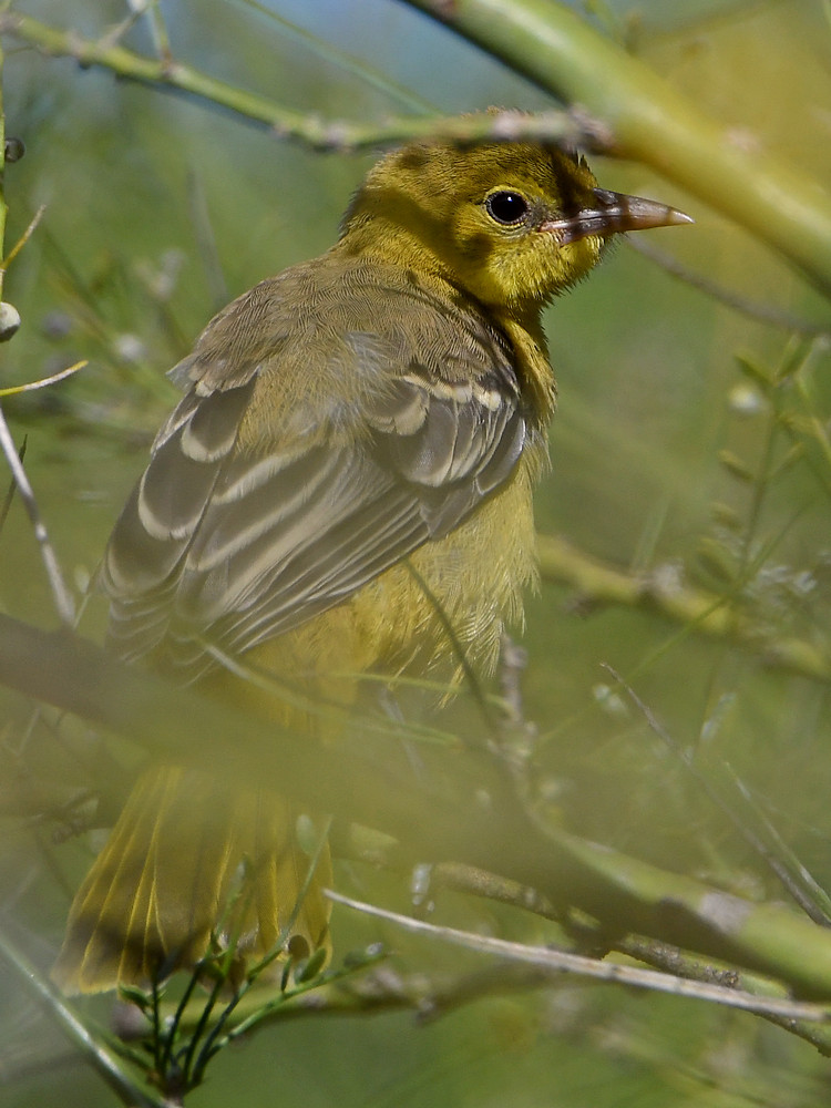 Oriole.jpg