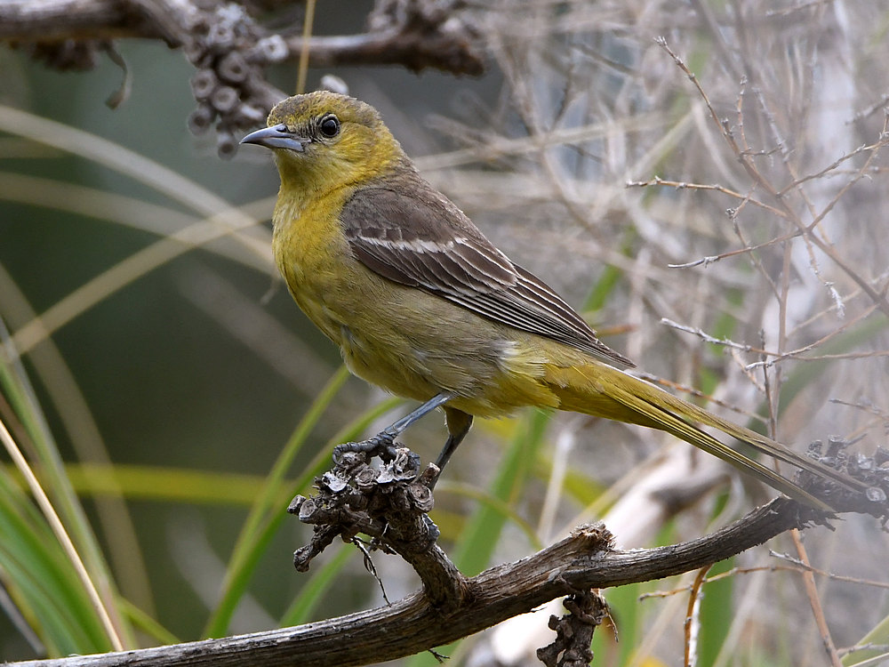 Oriole.jpg