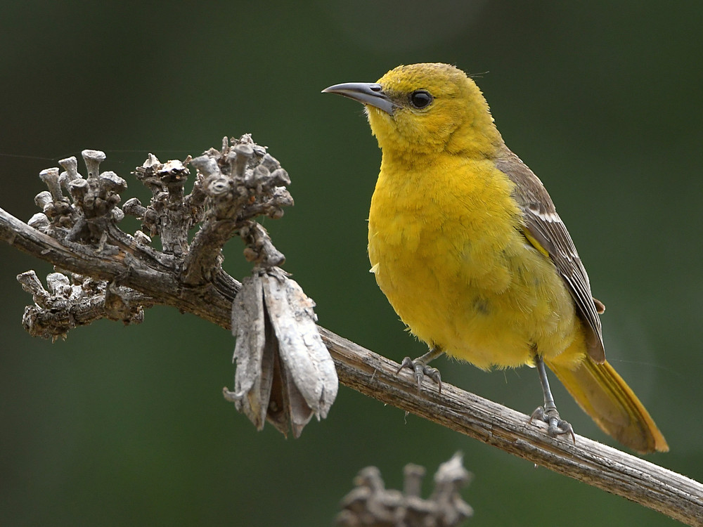 Oriole.jpg