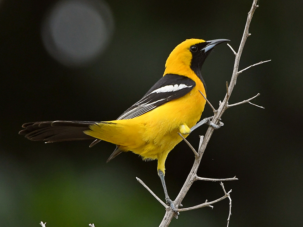 Oriole.jpg