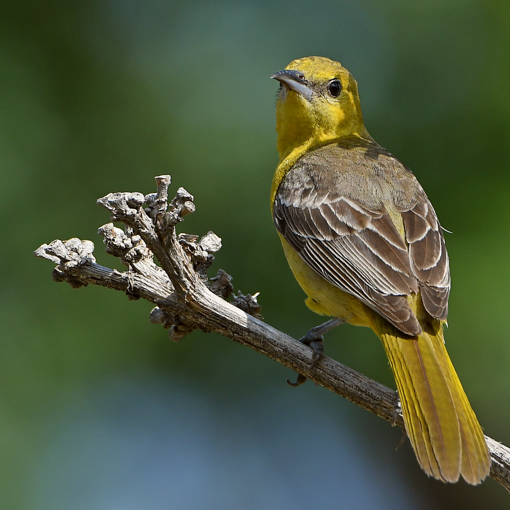 Oriole.jpg