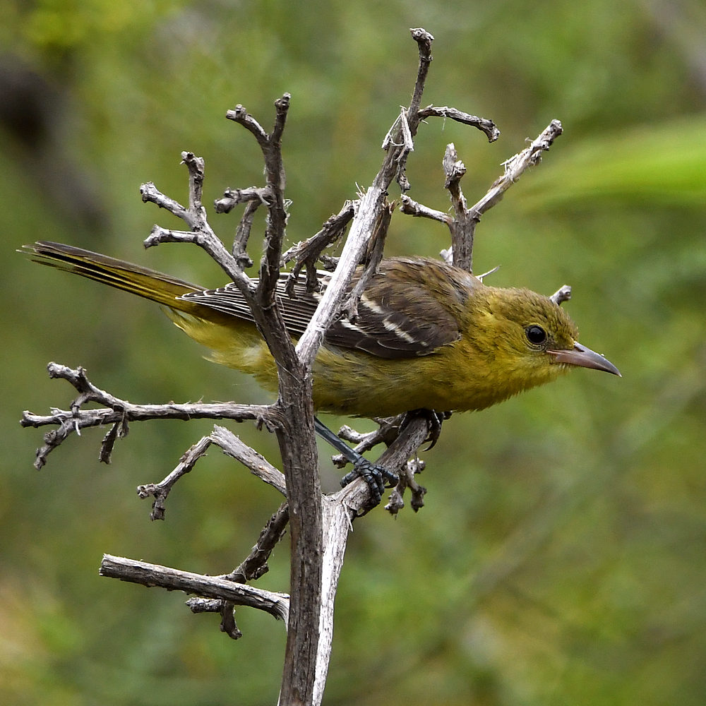 Oriole.jpg