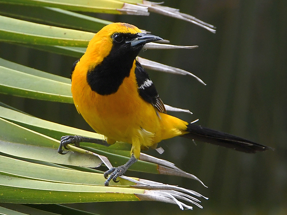 Oriole.jpg