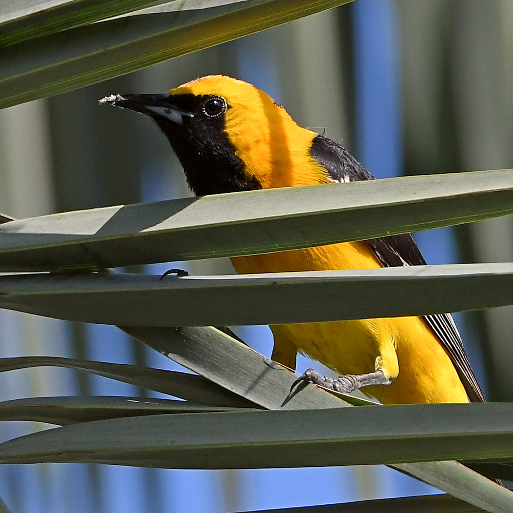 Oriole.jpg