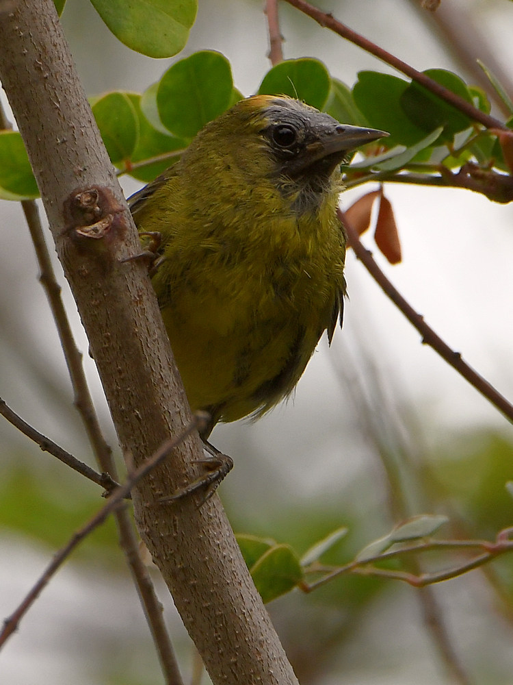 Oriole.jpg