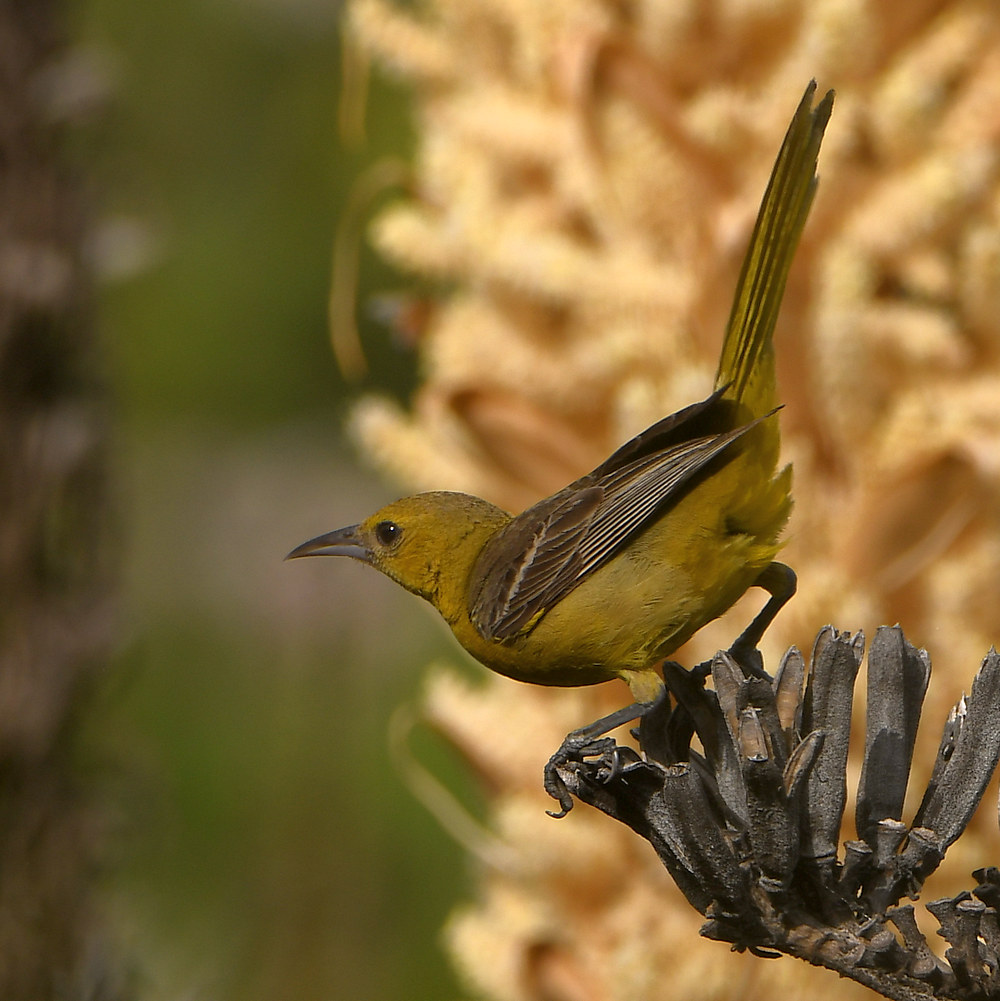 Oriole.jpg