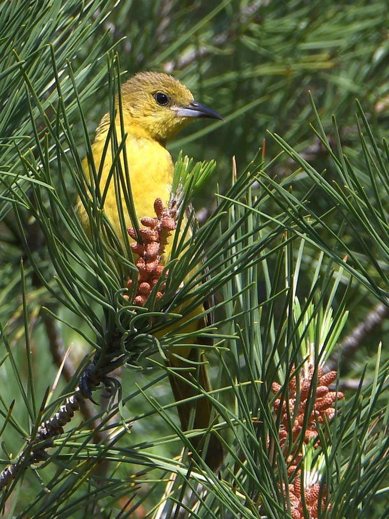 Oriole.jpg
