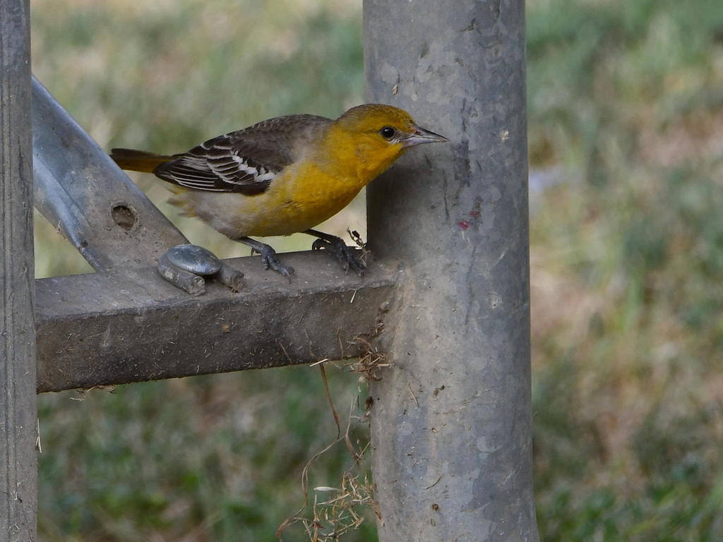 Oriole.jpg