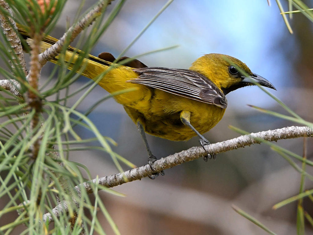 Oriole.jpg