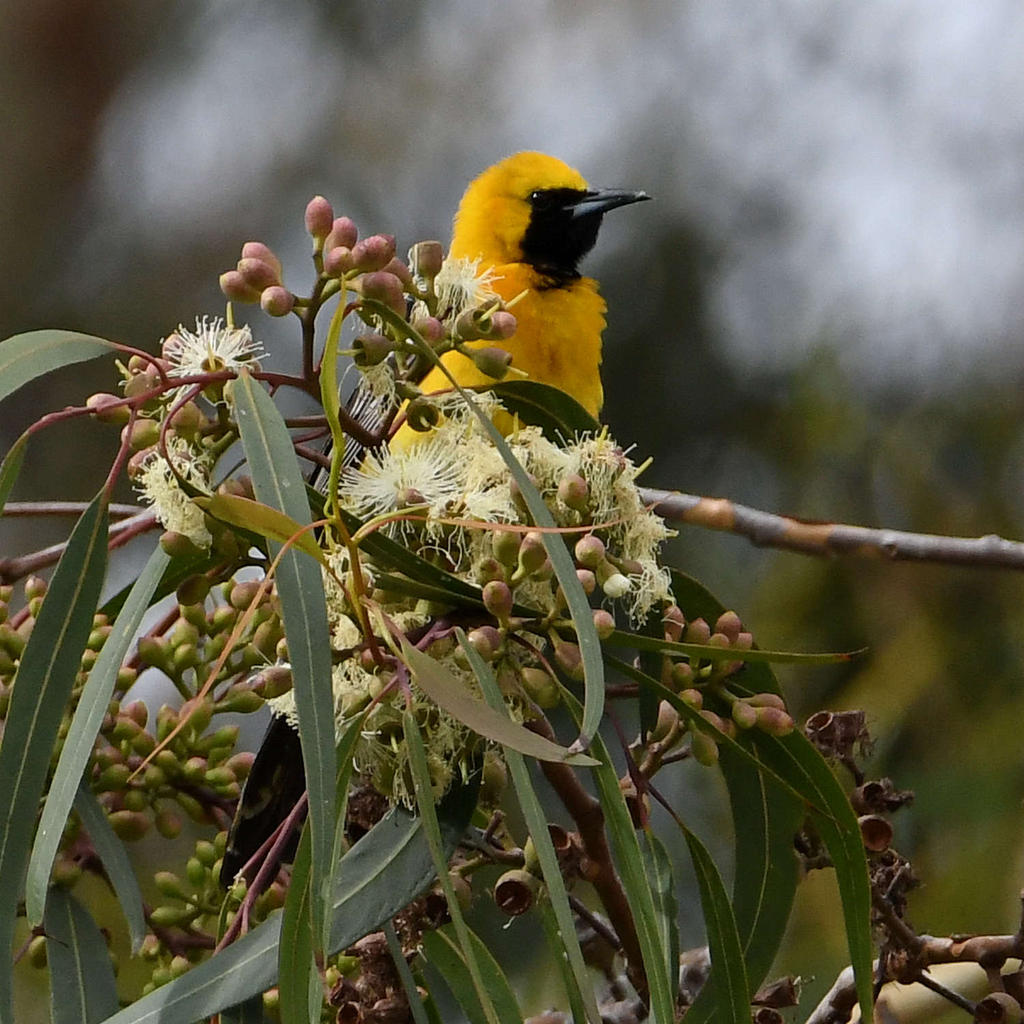 Oriole.jpg