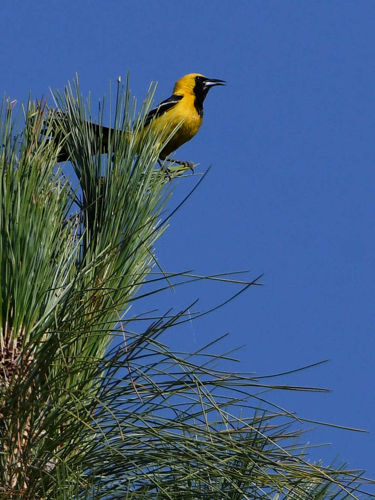 Oriole.jpg