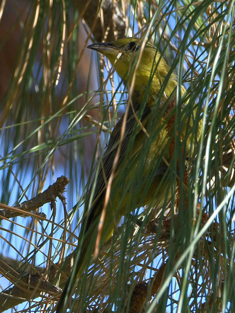 Oriole.jpg