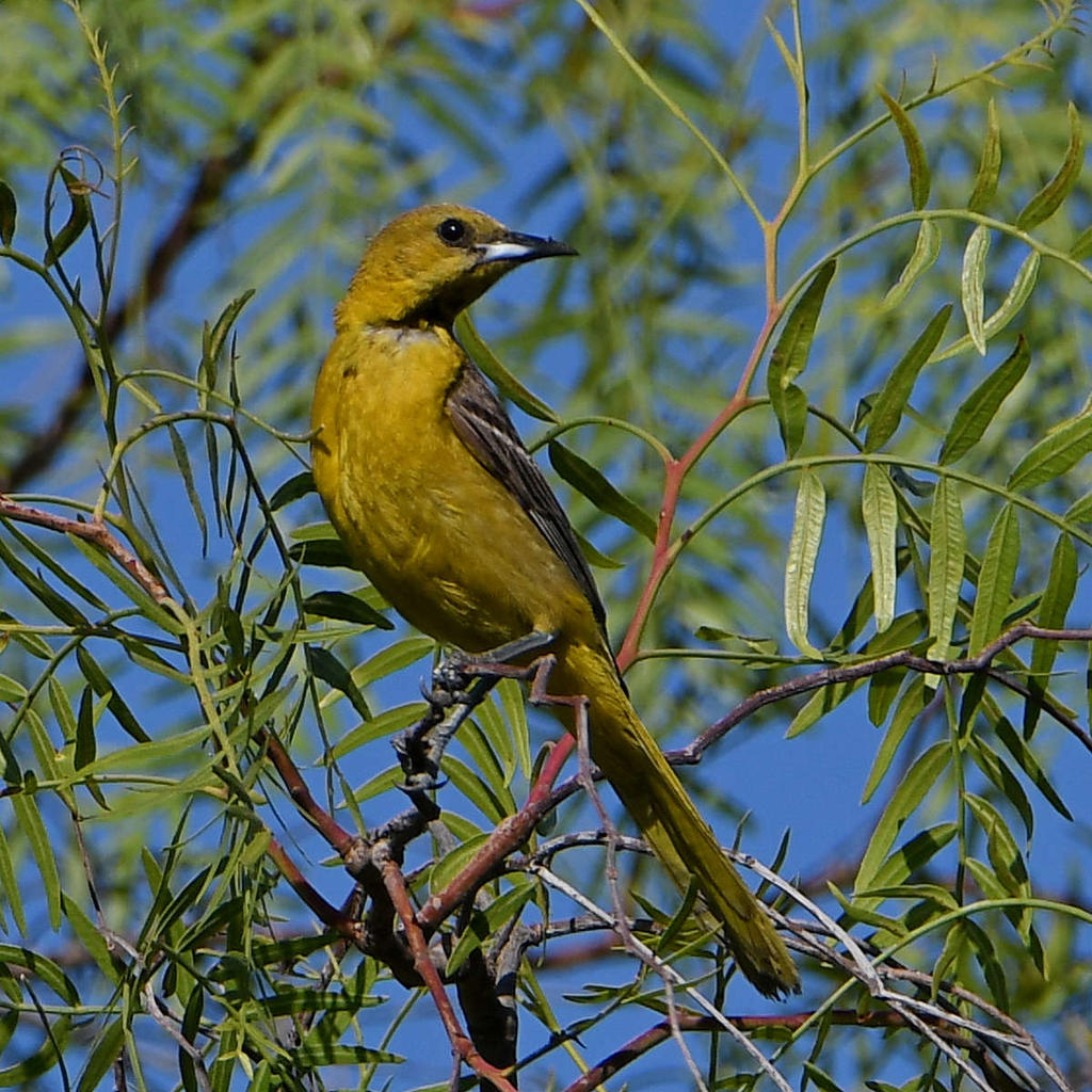 Oriole.jpg