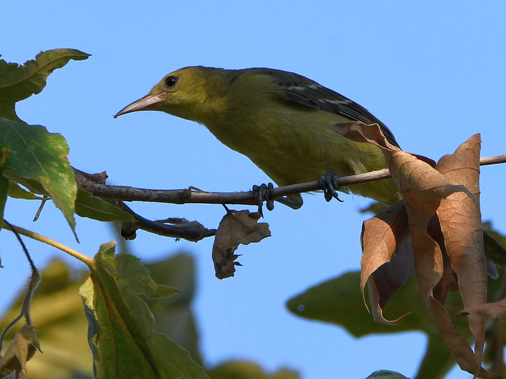 Oriole.jpg