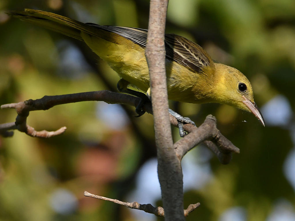 Oriole.jpg