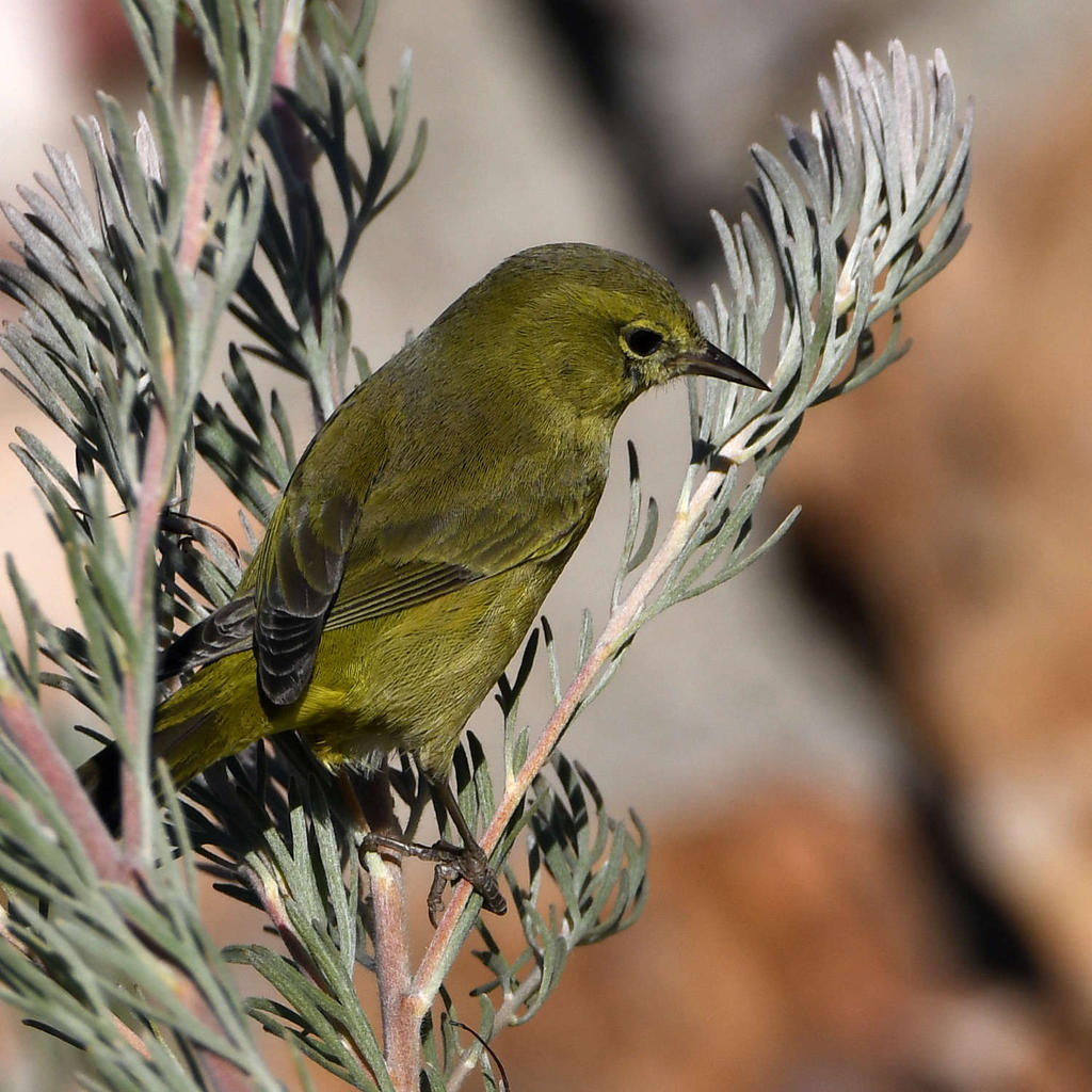 Oriole.jpg