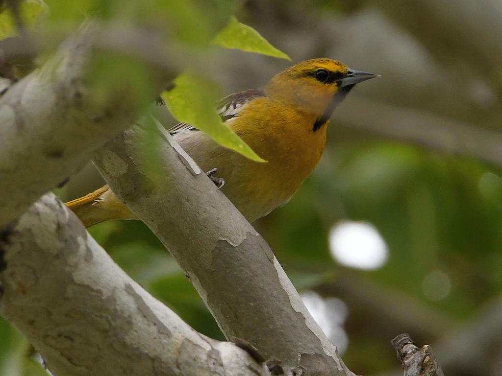 Oriole.jpg