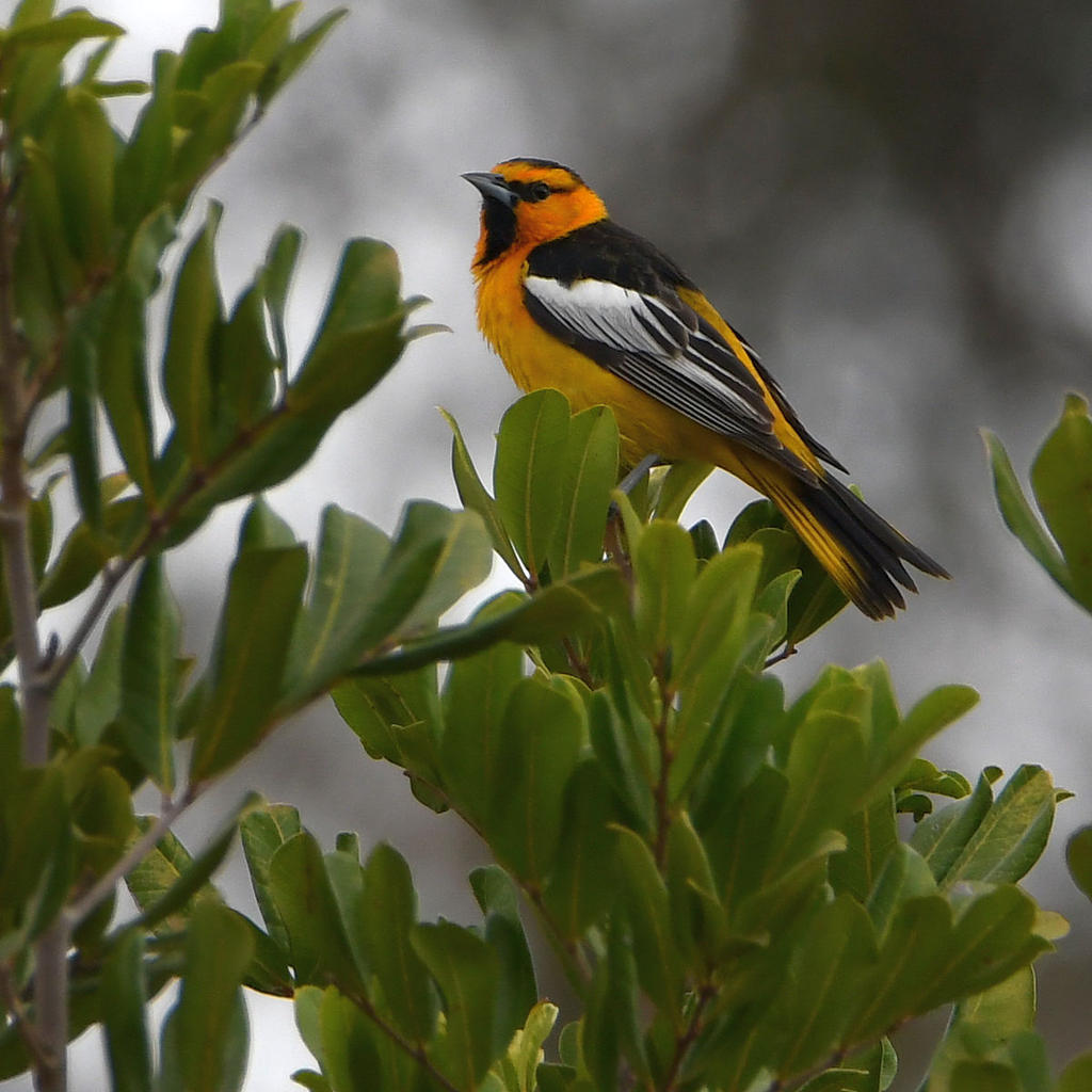 Oriole.jpg