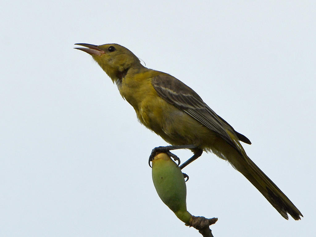 Oriole.jpg