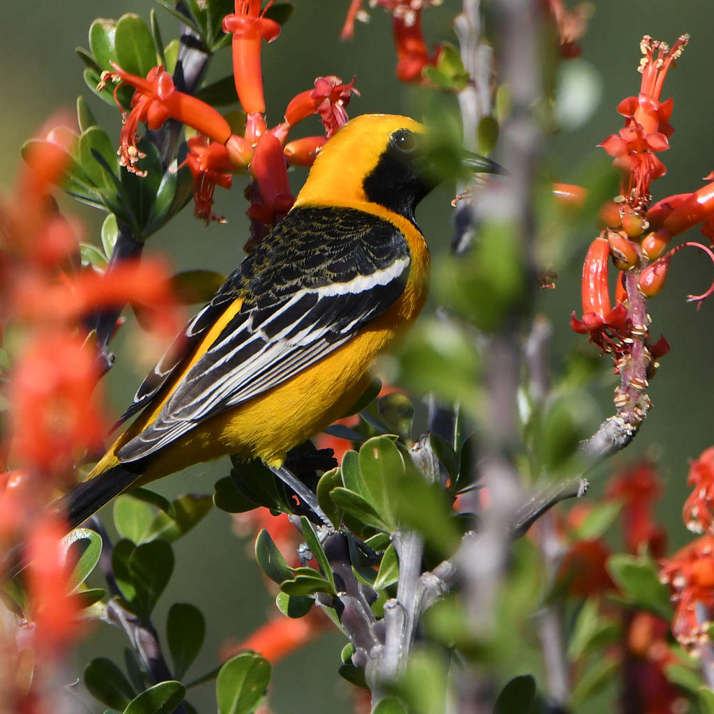 Oriole.jpg