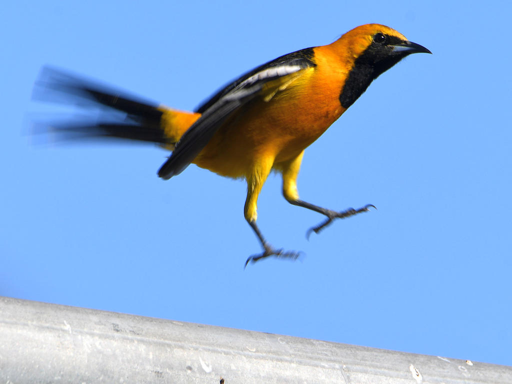 Oriole.jpg