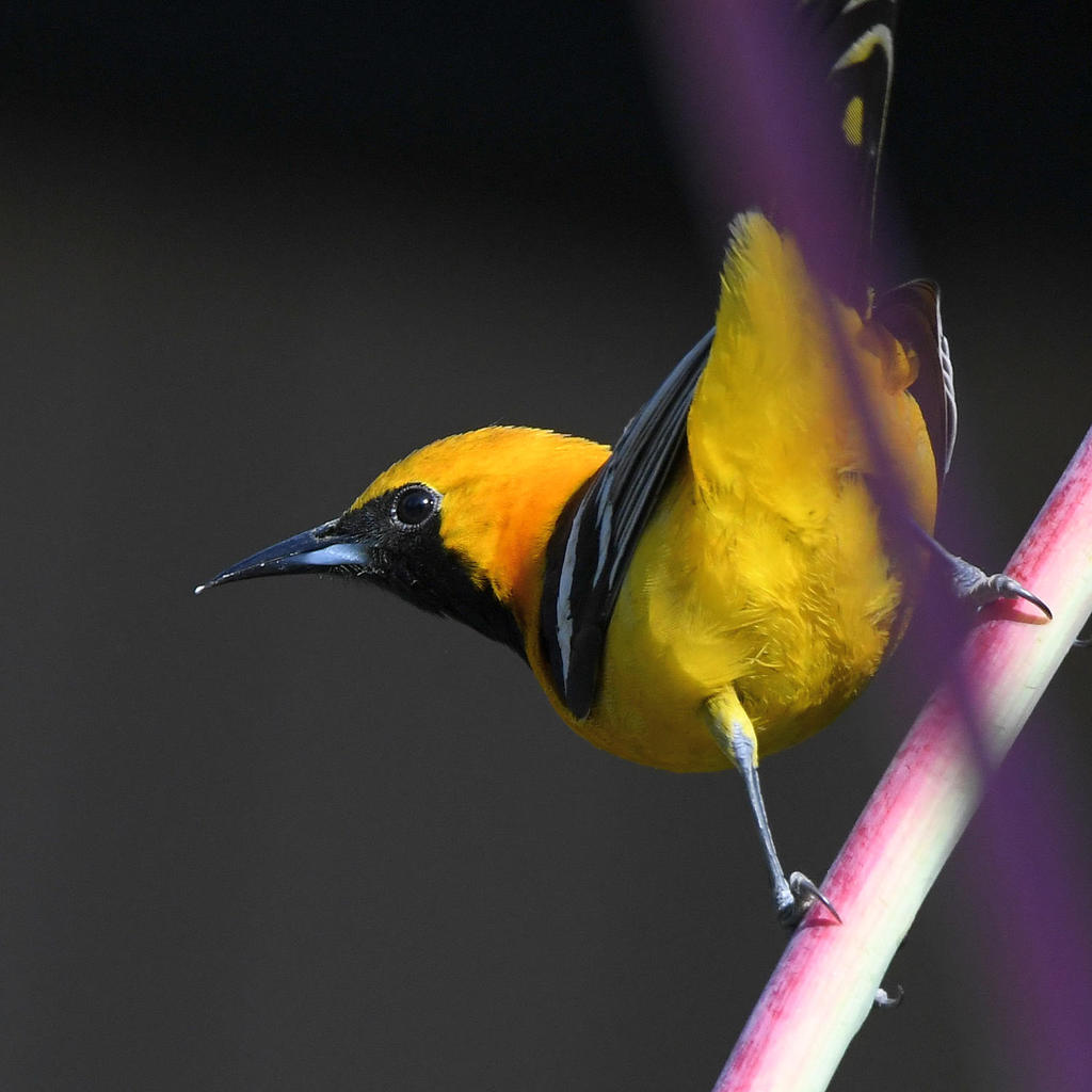 Oriole.jpg