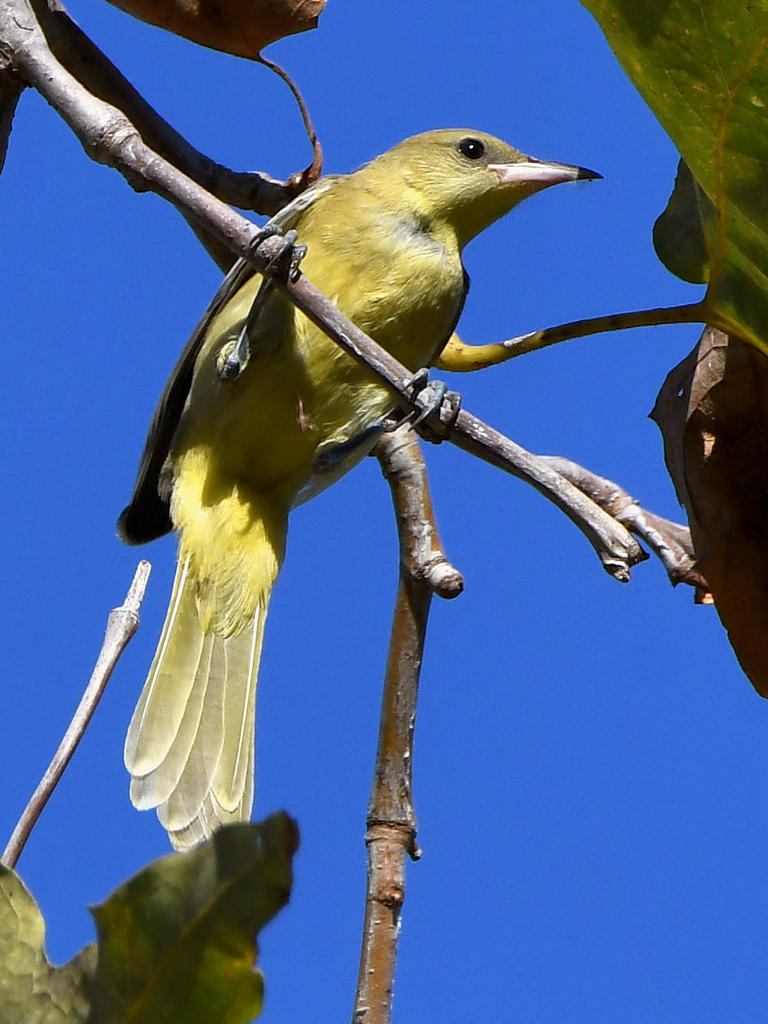 Oriole.jpg