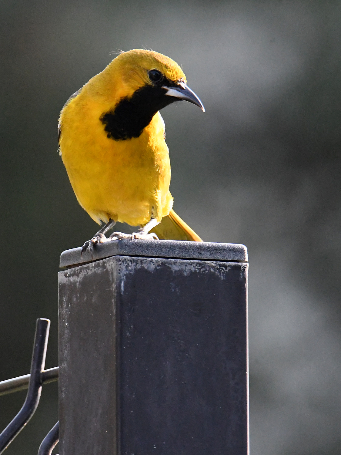 Oriole.jpg