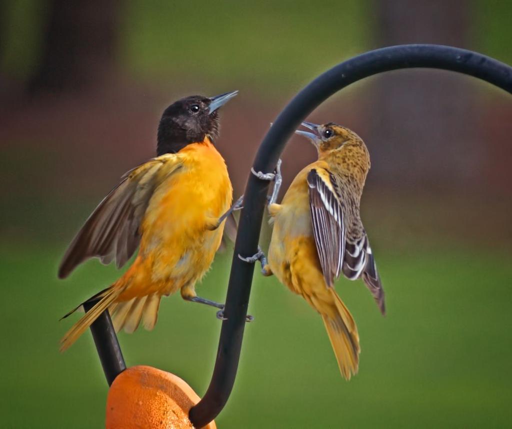 oriole male and female.jpg