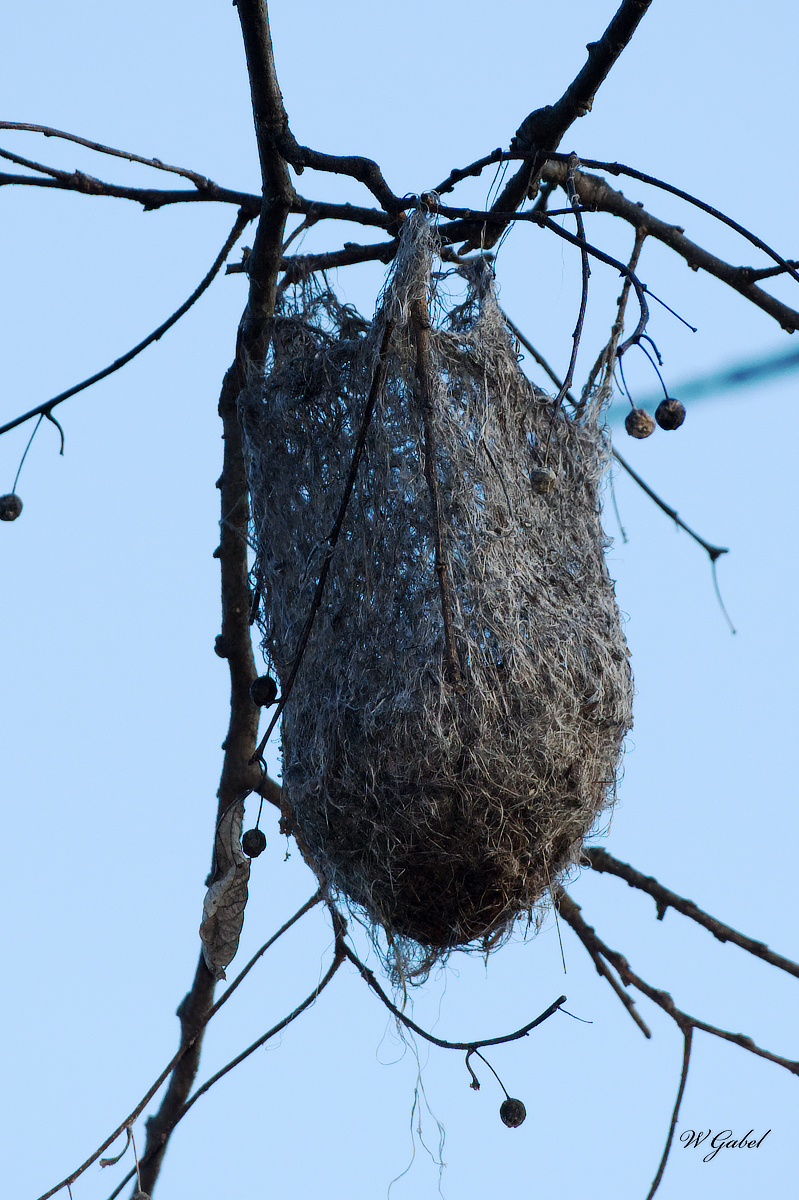 Oriole nest sm.jpg