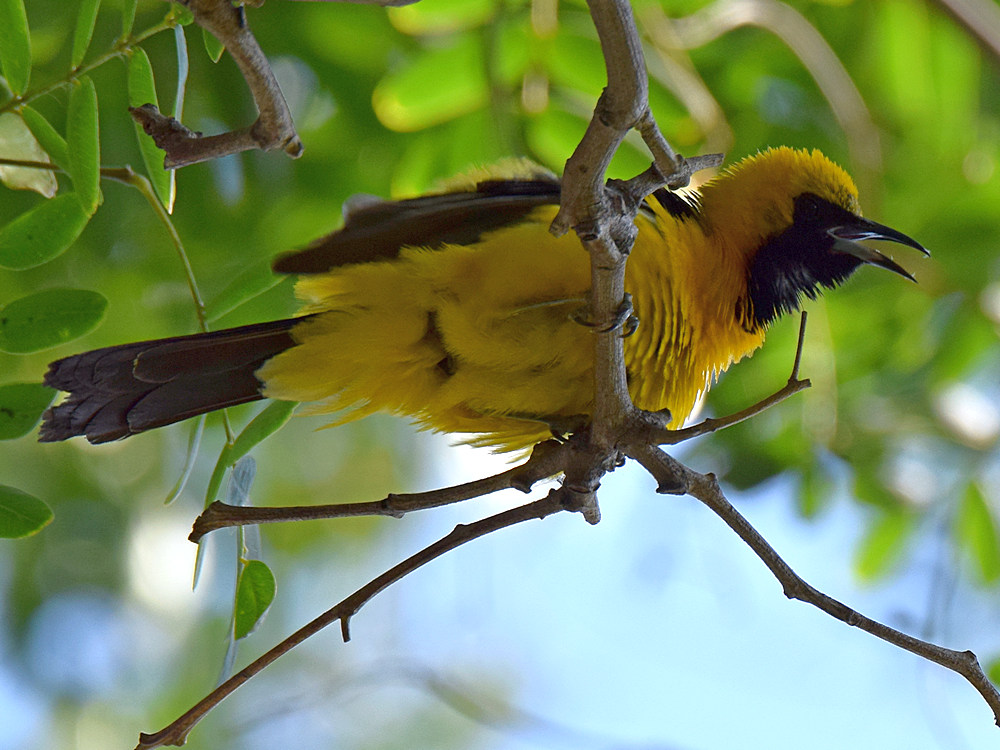 Oriole10.jpg