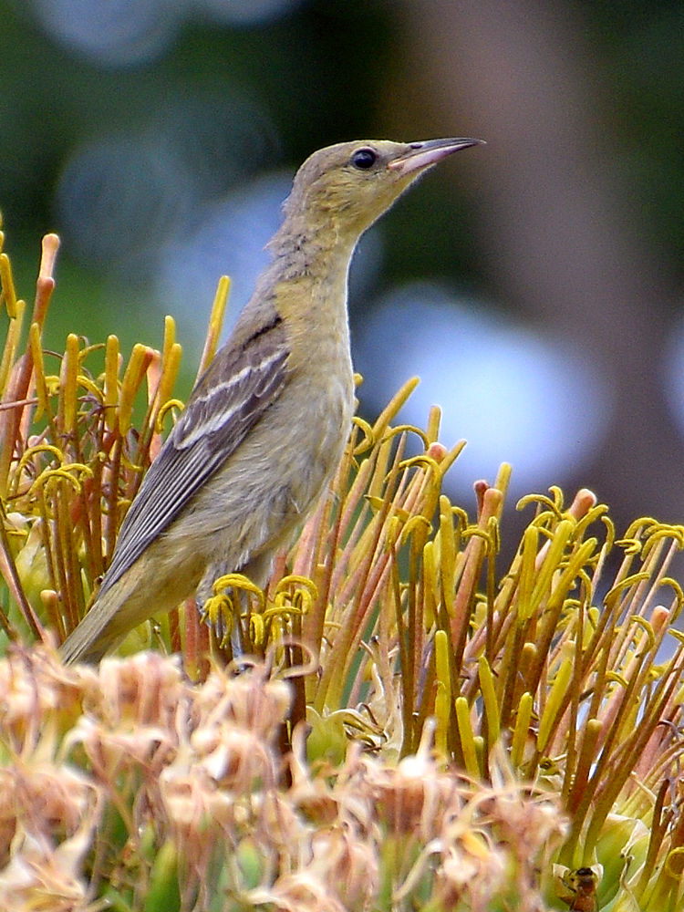 Oriole10.jpg