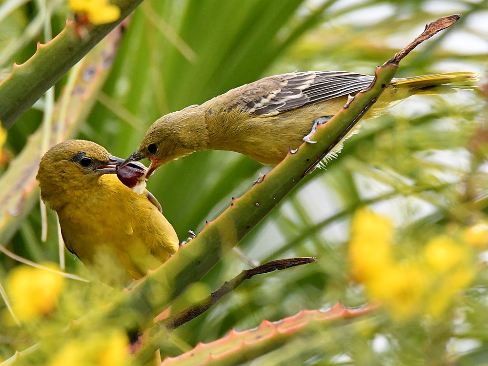 Oriole10.jpg